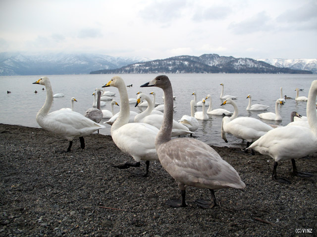 雪景色　北海道　道東 屈斜路湖 砂湯 白雪景色　北海道　道東 屈斜路湖 砂湯 白鳥（オオハクチョウ） 灰色の白鳥は1年未満の幼鳥です。鳥 美幌峠